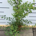 Tavoľník ´van Houtteho´ (Spiraea x vanhouttei) – výška 10-20 cm, kont. C2L
